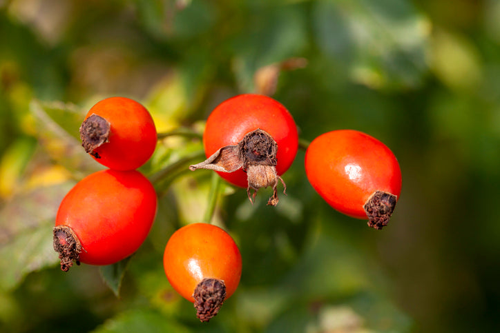 Rosehip Oil: Enhance your Skin with this Luxury Treasure